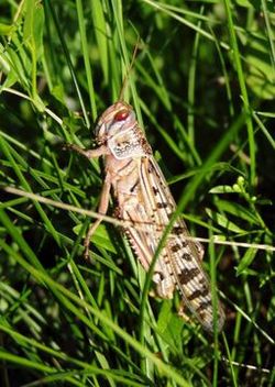 Desert locust.jpg