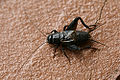 field cricket (G. bimaculatus) Family: Gryllidae Genus: Gryllus
