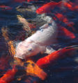 Koi Giant white carp (Cyprinus Carpio) Family: Cyprinidae
