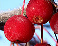 Crabapple