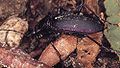 Violet Ground Beetle (C. Violaceus) Genus: Carabus