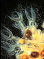 Freshwater Bryozoa (Lophopus crystallinus) Class Phylactolaemata