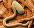 Roundworm and egg.
