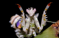 Spiny Flower Mantis threat pose.jpg