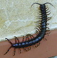 Amazonian giant centipede (Scolopendra gigantea) Order: Scolopendromorpha