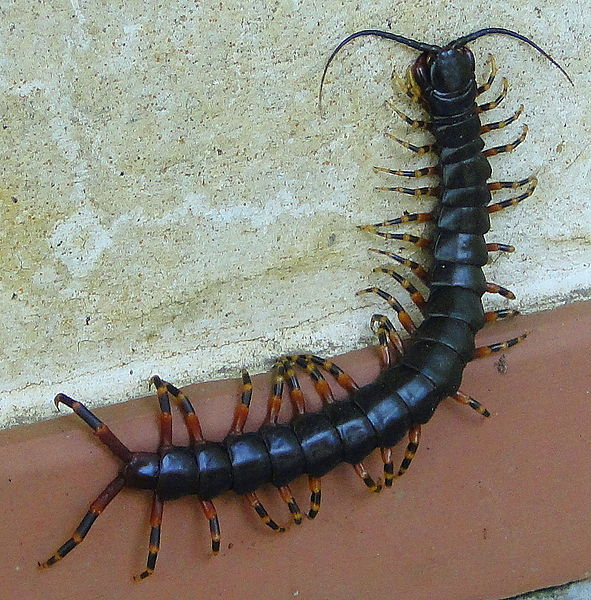 File:X.jpg