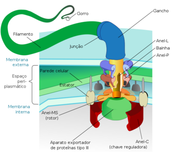 627px-Flagellum base diagram pt.svg.png