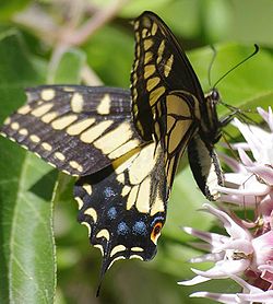 Anise Swallowtail on Milkweed.jpg
