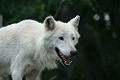 Arctic Wolf (Canis lupus arctos)