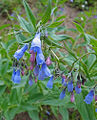 Thumbnail for version as of 00:48, 12 May 2008