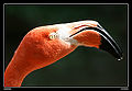 American Flamingo (P. Ruber)