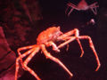 Japanese spider crab (M. kaempferi) Class: Malacostraca