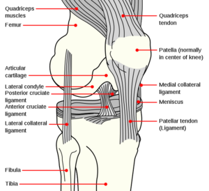 Knee anatomy.png