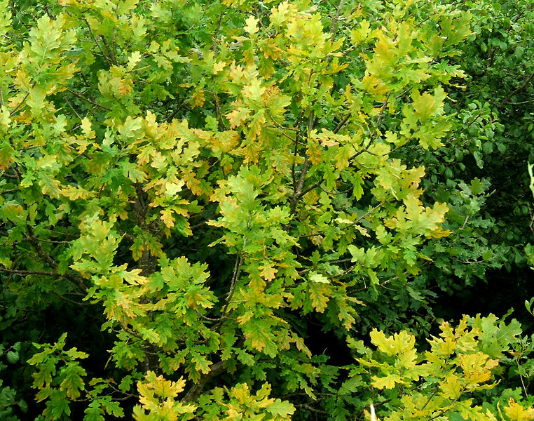 File:Oak tree 2.jpg