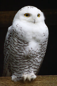 Perchedowl.jpg