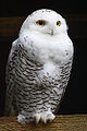 Thumbnail for version as of 05:59, 24 February 2010