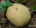 Pigskin Poison Puffball (Scleroderma citrinum) Phylum: Basidiomycota