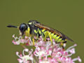 Sawfly (Tenthredo arcuata) Family: Tenthredinidae
