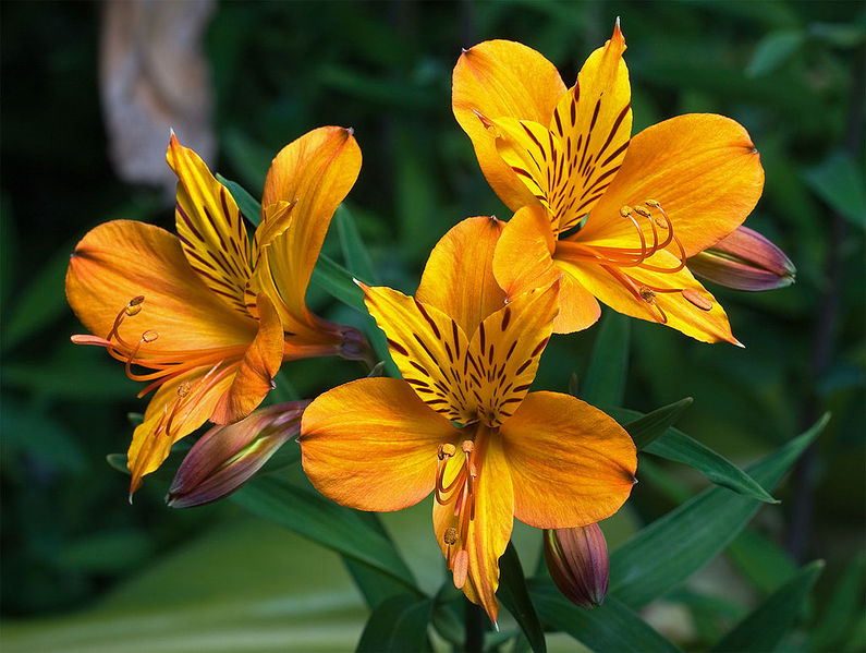 File:1024px-Alstroemeria aurantiaca.jpg