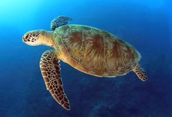 Australia-pacific-loggerhead-web-600x410.jpg