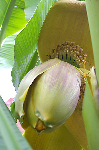 File:Beginning Bananas.jpg