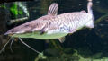 Catfish (Pseudoplatystoma tigrinum) Order: Siluriformes