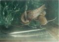 Mating behavior and scattered eggs of the far eastern catfish.