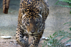 Jaguar.jpg