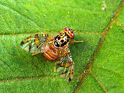 Mediterranean fruit fly.jpg