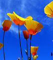 Mexican Gold Poppy (E. mexicana) Genus: Eschscholtzia