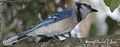 Blue Jay (cristata) Cyanocitta cristata