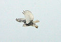 Thumbnail for version as of 22:23, 28 February 2010