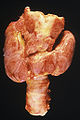 Thumbnail for version as of 20:18, 2 April 2009