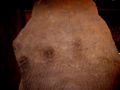 Dinosaur tracks on display at the Royal Tyrell Museum.
