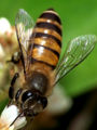 Asiatic honey bee or Eastern honey bee (Apis cerana)