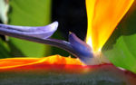 Bird of paradise reproductive growth.jpg