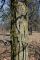 Bur Oak Tree Bark