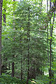 Eastern Hemlock (Tsuga canadensis) Genus: Tsuga Carrière