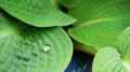 Thumbnail for version as of 06:07, 4 June 2007