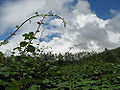 The canopy of kiwi vines (Actinidia chinensis)