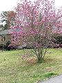 Thumbnail for version as of 07:10, 4 May 2009