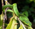 White-lipped tree viper (T. albolabris) Genus: Trimeresurus