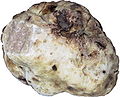 White Truffle (Tuber magnatum)