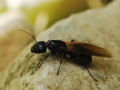 Queen Ant on stone.