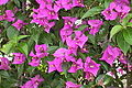 Common-name (Bougainvillea spectablilis)