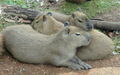 Capybara (Hydrochoerus hydrochaeris) Genus:Hydrochoerus,