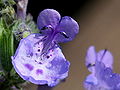 Catnip (Nepeta cataria)