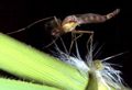 Crane Fly (Chironomidae) Subtaxa:Chironomus plumosus