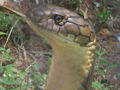 face to face with a king cobra