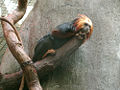 Common-name (Leontopithecus Rosalia) Subtaxa:Chordata
